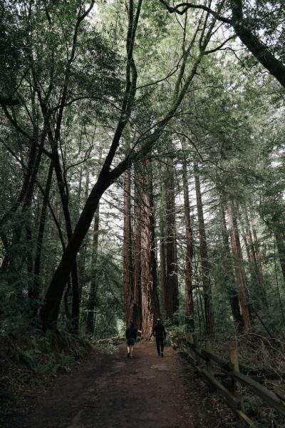 A person walking down a path in a forest