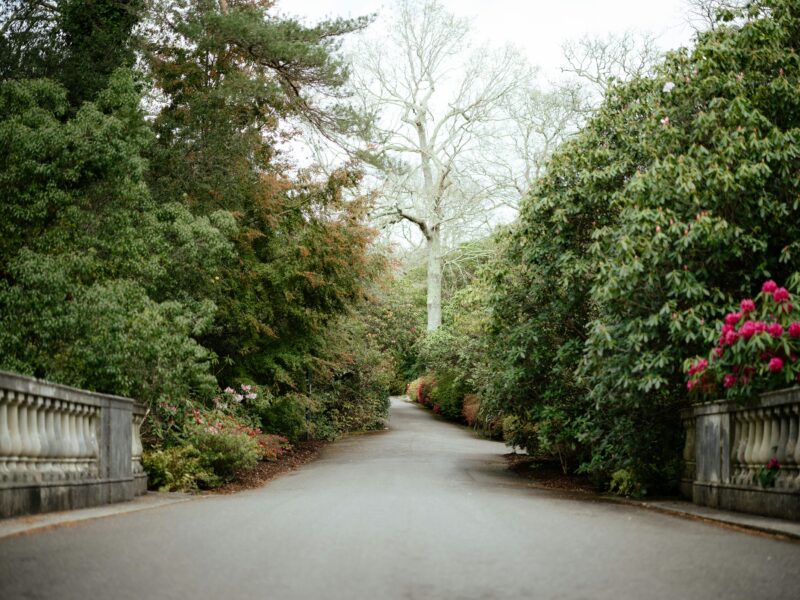 An empty road surrounded by trees and bushes.
