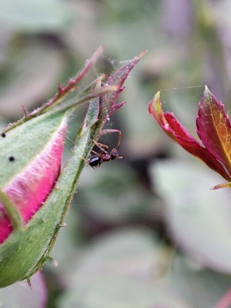 Close up of a bug on a flower, captured with precision