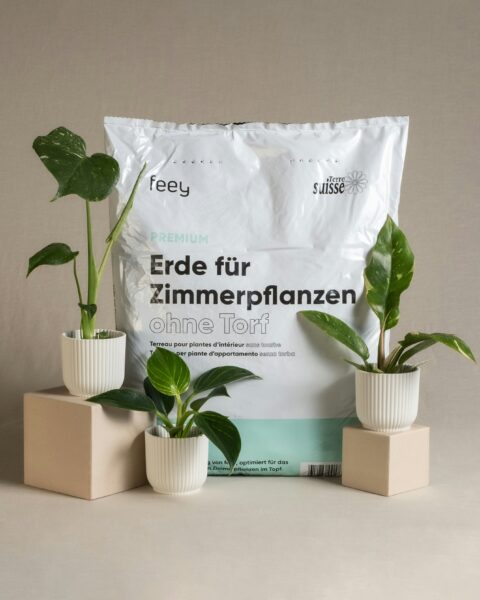Three potted plants sitting next to a bag