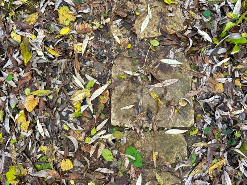 A stone walkway in the forest covered in leaves.