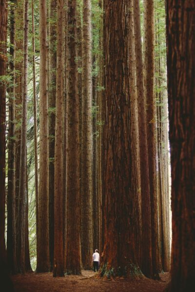 A person standing in the middle of a forest