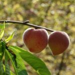 Prune Japanese Maple: A Comprehensive Guide for Perfect Growth