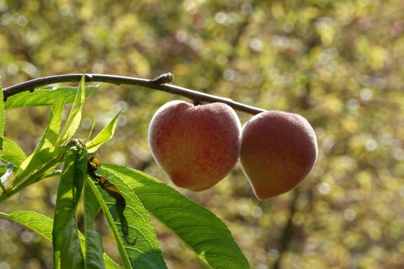 Two peaches hanging from a tree branch with leaves.
