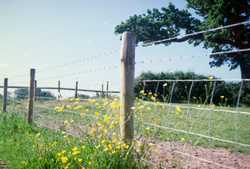A field with yellow flowers and a wire fence