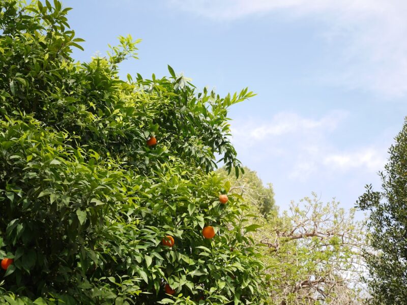 An orange tree with lots of oranges growing on it