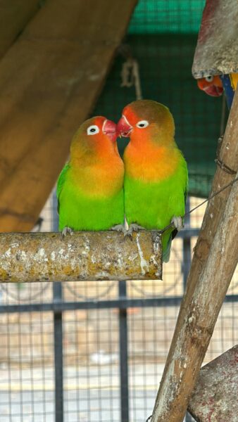A couple of birds that are sitting on a branch