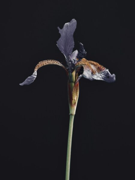 A single flower with a black background