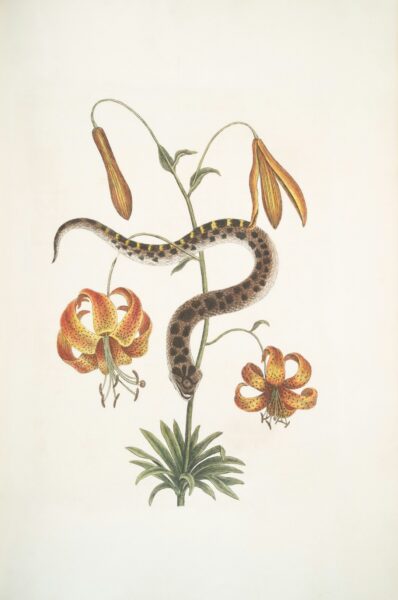 A drawing of a snake and flowers on a white background