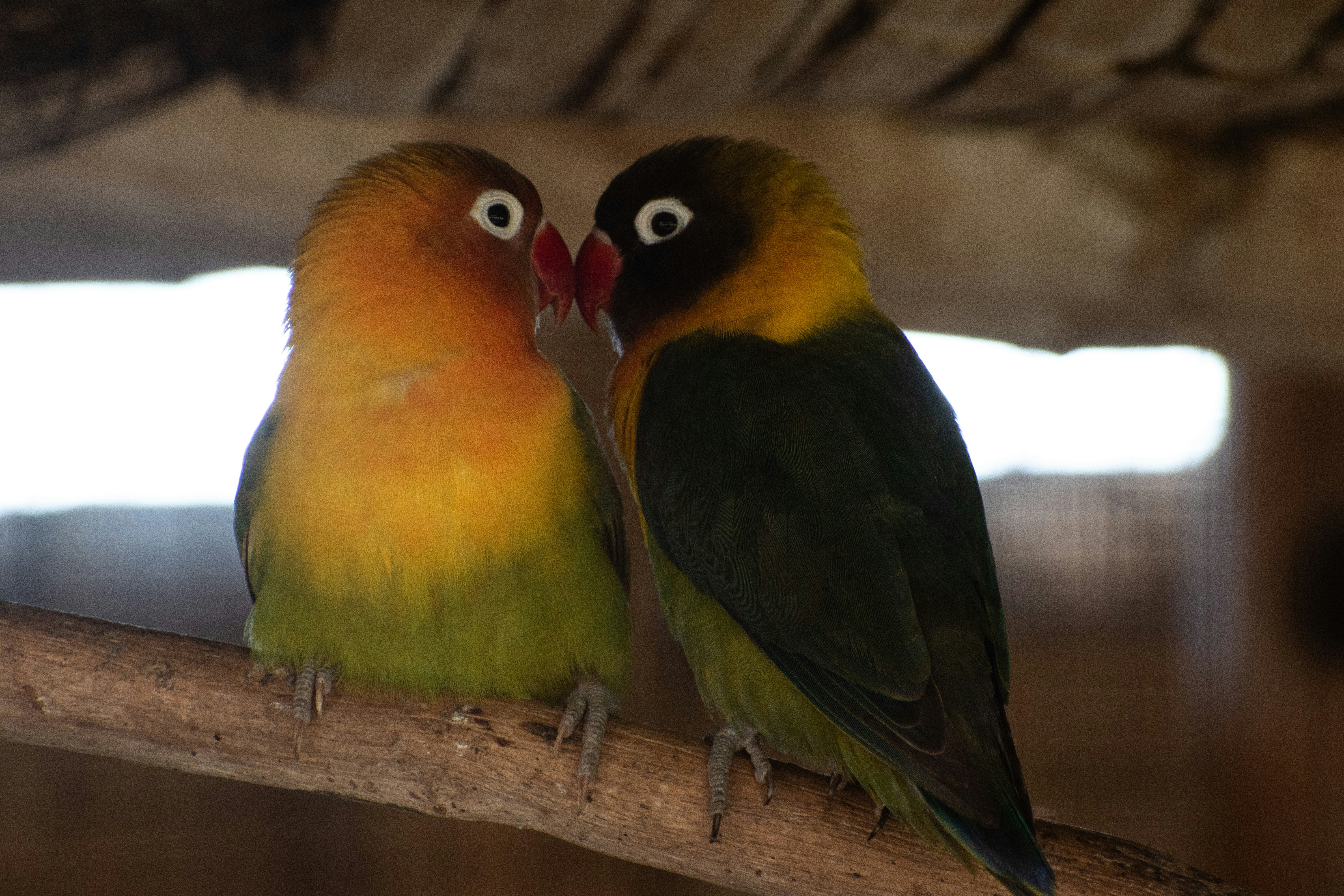 A couple of colorful birds sitting next to each other