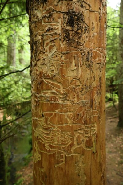 Worm-like patterns are etched into the tree bark.