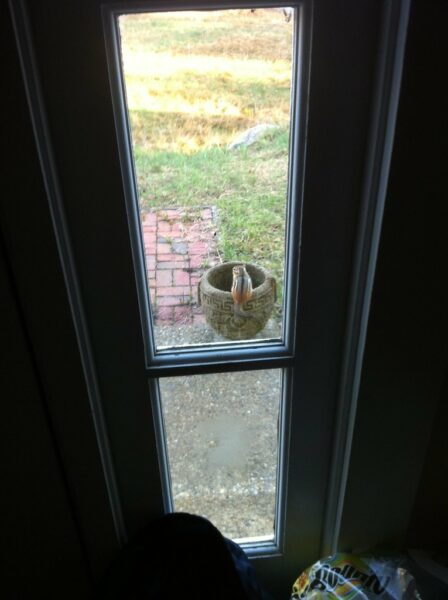 Guard Chipmunk