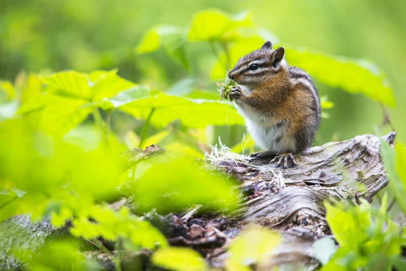 Chipmunk eating Flowerhead