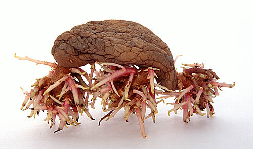 Potato bug