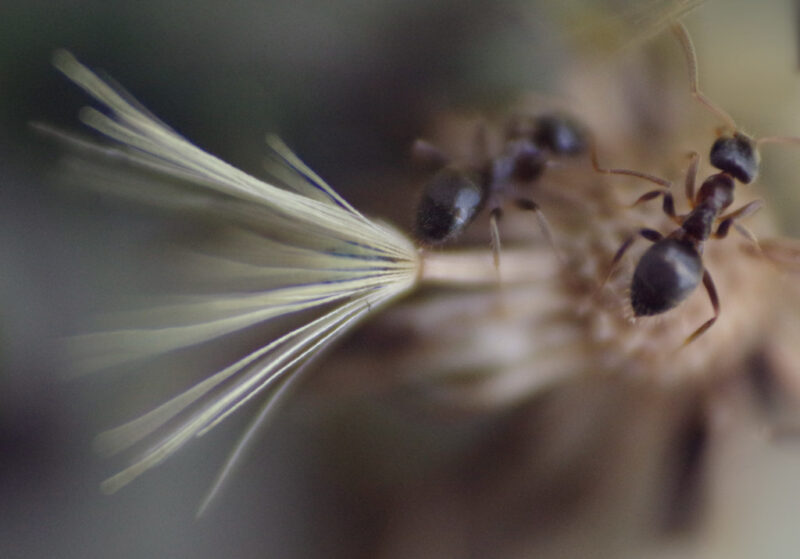 ants