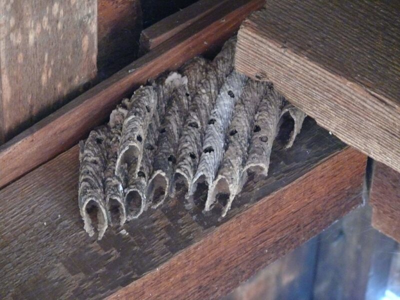 Mud Dauber nest