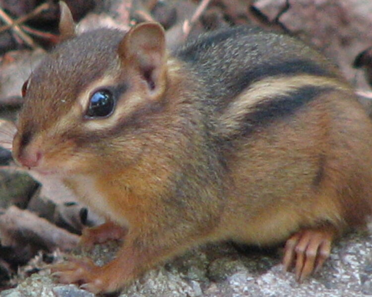 baby Chipmunk playing in the yard yesterday!