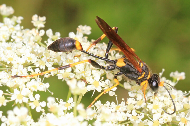 Black and Yellow Muddauber - Sceliphron caementarium, Pocahontas State Park, Chesterfield, Virginia