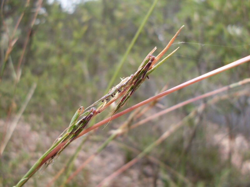 Barbed-wire grass