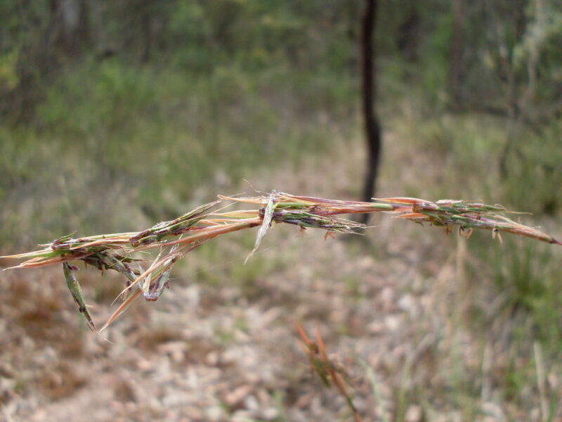 Barbed-wire grass