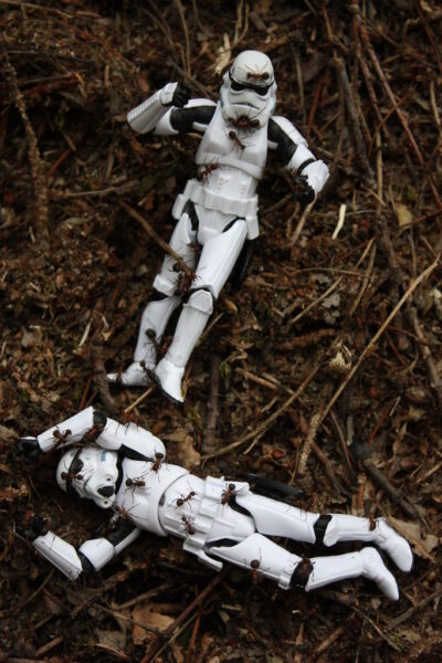 Attack of the Ants