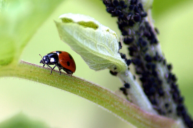 Organic Pest Control