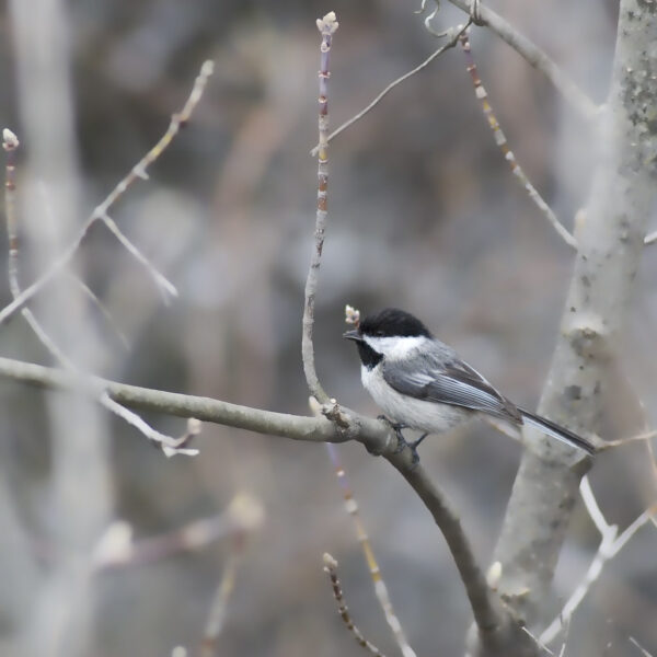 Nest Cleaning