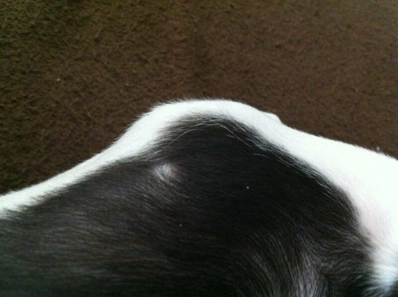 Dotties bugbite