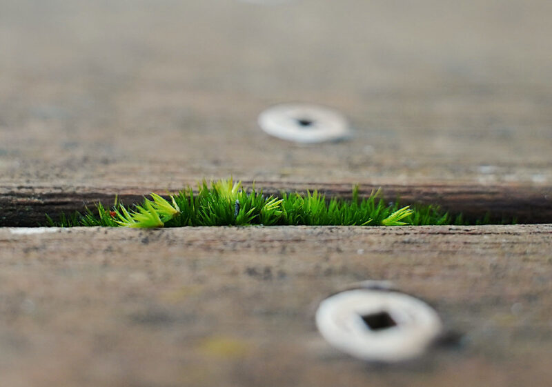 Tiny patch of moss growing between the decking boards