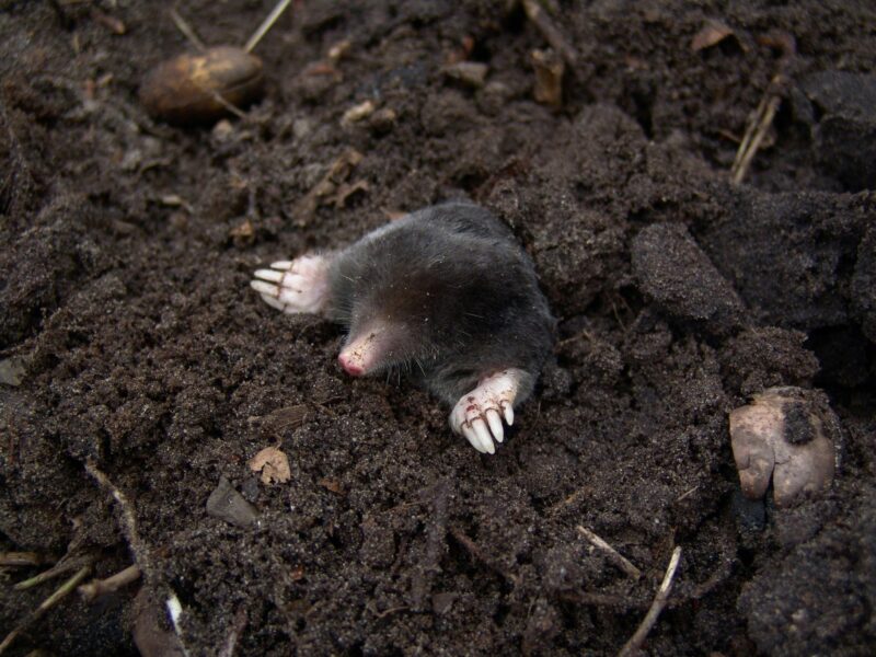 A European mole digging up through rich soil, showcasing its claws and fur in a natural setting.
