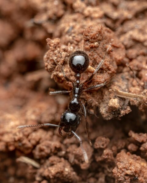 Detailed macro photograph of an ant on brown soil in Picassent, Spain.