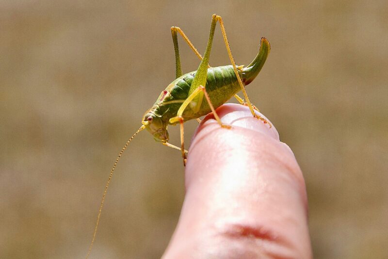 what does a cricket bite look like