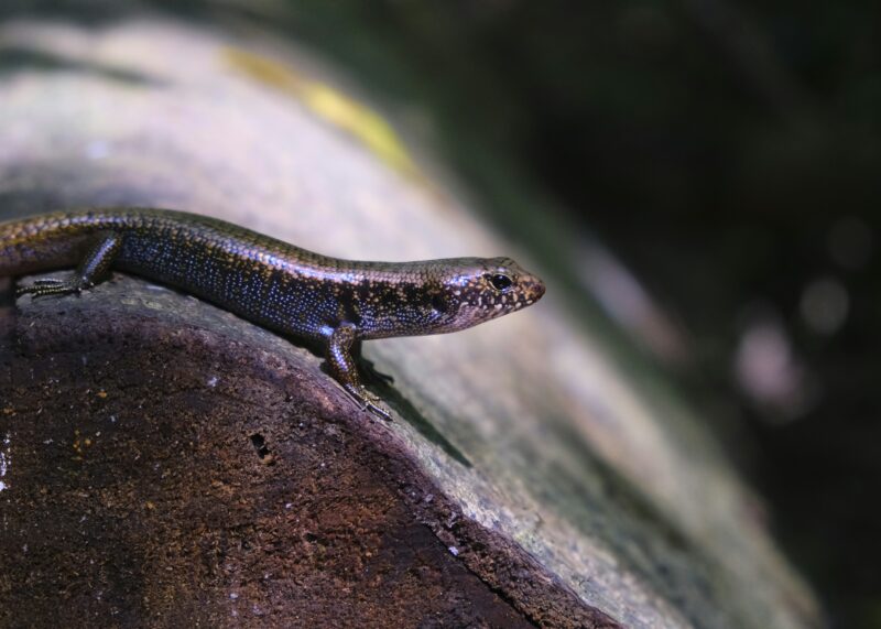 what is a salamander heater