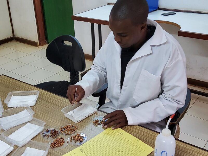 GeRRI staff conducting seed viability testing