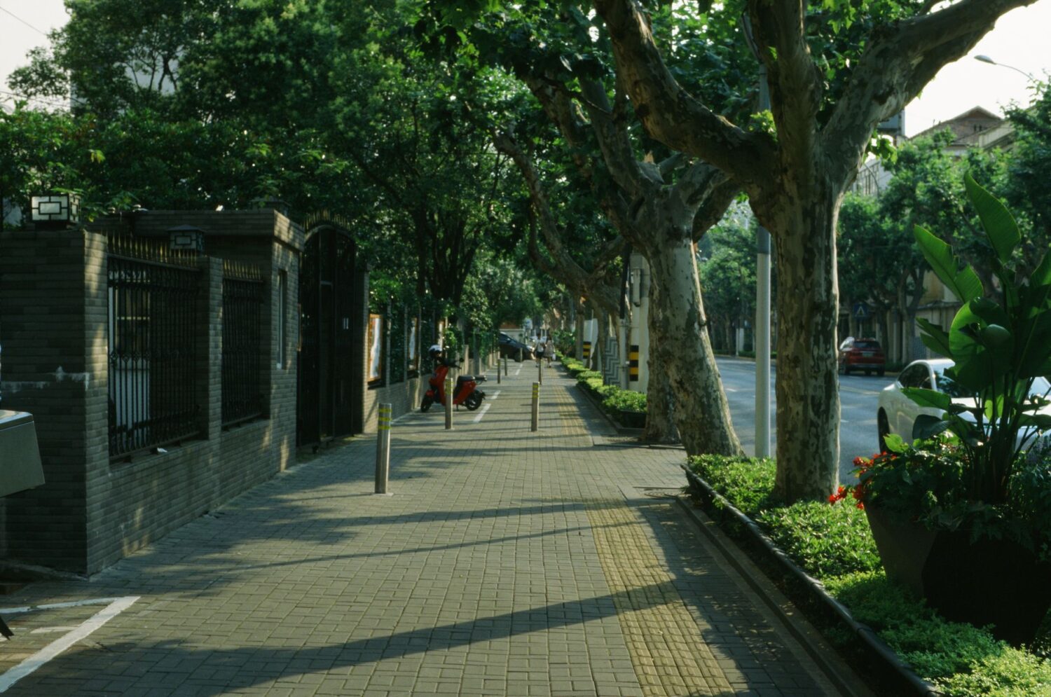 A tree-lined sidewalk shows how canopy shade makes walking routes more comfortable.