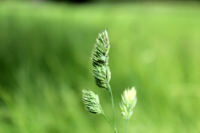Macro photograph of grass seed heads with dewdrops in vibrant green field.
