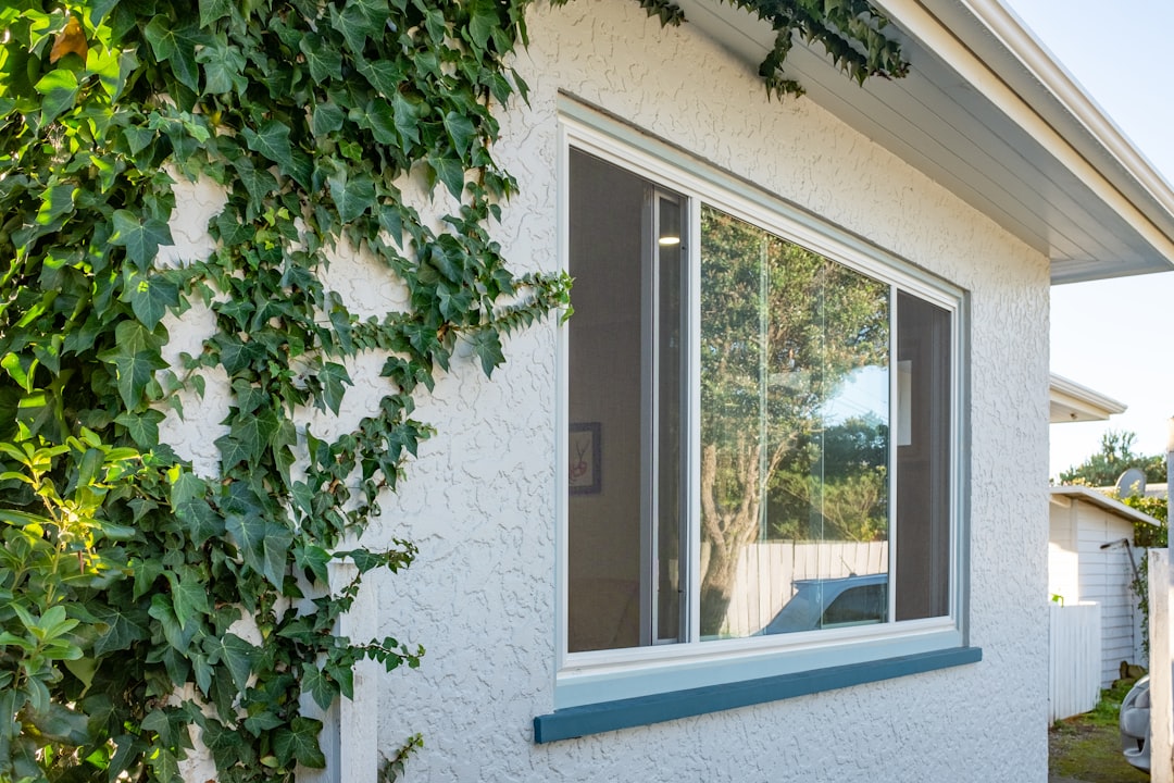 Ivy climbs a white wall near a window.