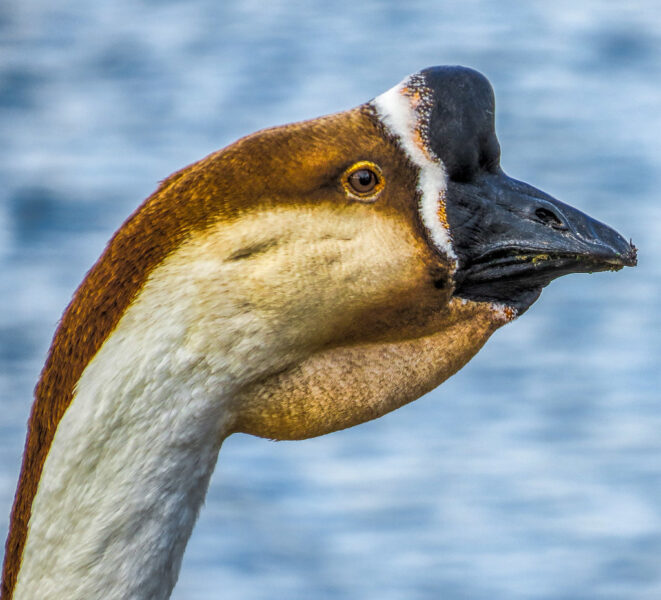 Mother Goose