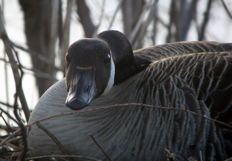 Mother Goose