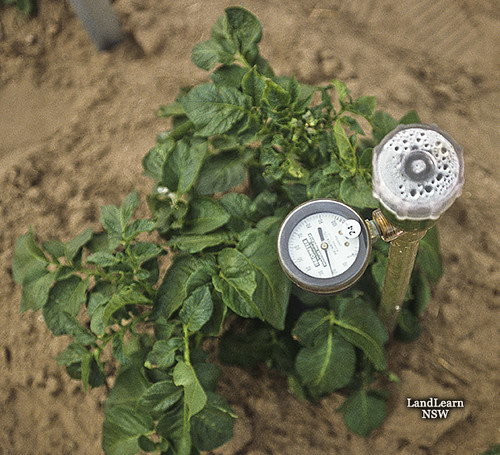 Soil moisture meter monitoring potato irrigation