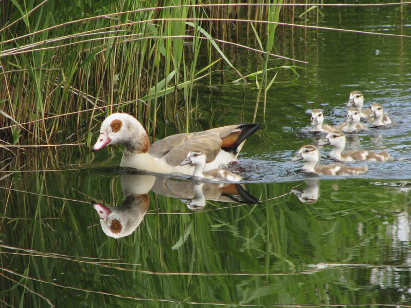mother goose