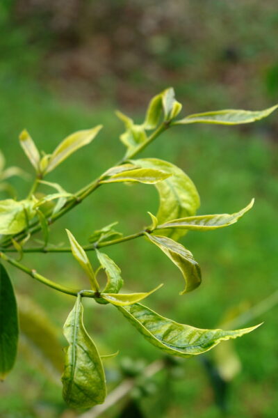 Glyphosate herbicide injury to coffee (Coffea arabica) in Hawaii: narrow, strappy, chlorotic leaves.