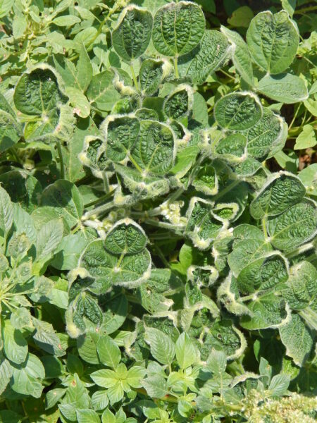 Herbicide Injury to Soybeans