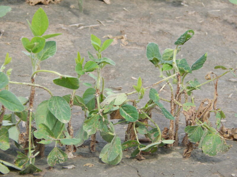 Herbicide Injury to Soybeans