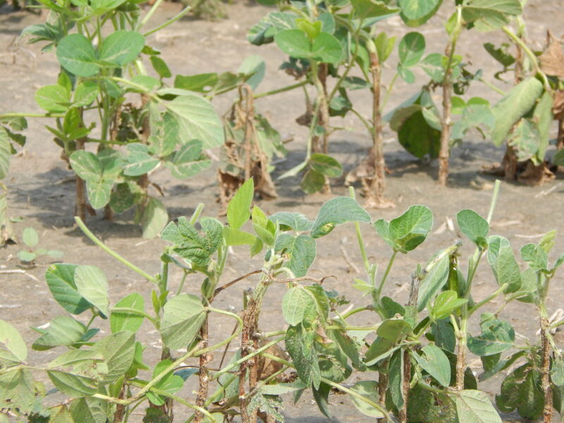 Herbicide Injury to Soybeans