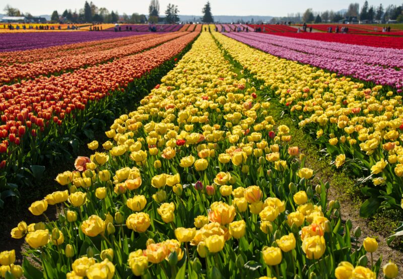 Colorful tulip fields in full bloom at the Mount Vernon Tulip Festival, Washington.