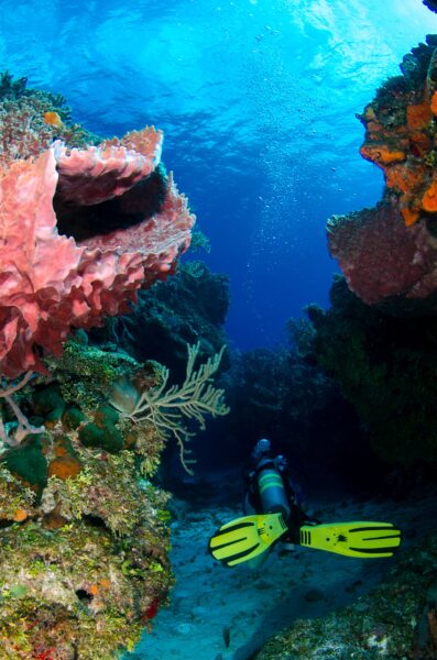 Explore vibrant coral reefs with a diver in a stunning underwater scene.